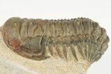 Two, Bargain, Crotalocephalina Trilobite Fossils - Atchana, Morocco - #201306-2